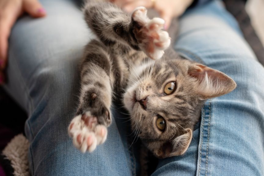 tajemnice kociej anatomii