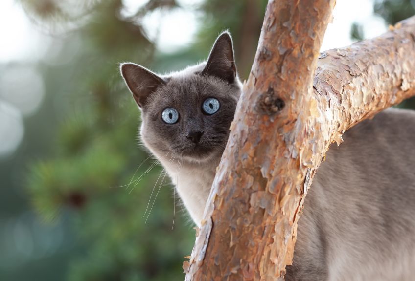 kot tajski na drzewie