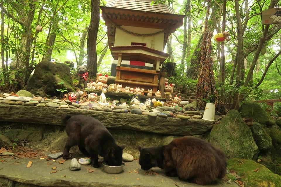 kocia kapliczka Tashiro-jima