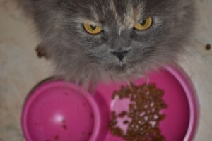 toksyczna miłość do miski