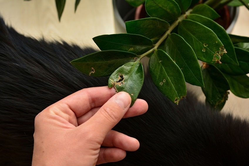 toksyny dla kota-min.jpg