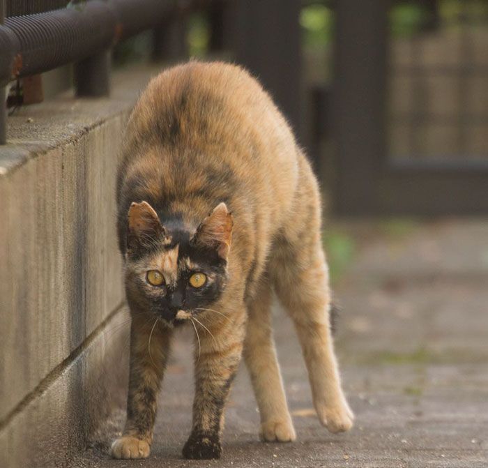 tokyo-stray-cat-photography-busanyan-masayuki-oki-japan-a42-57616a69b21d8__700.jpg