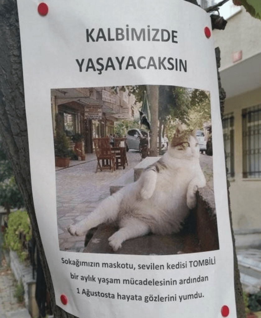 kot tombili
