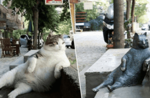 tombili luzacki kot z Turcji