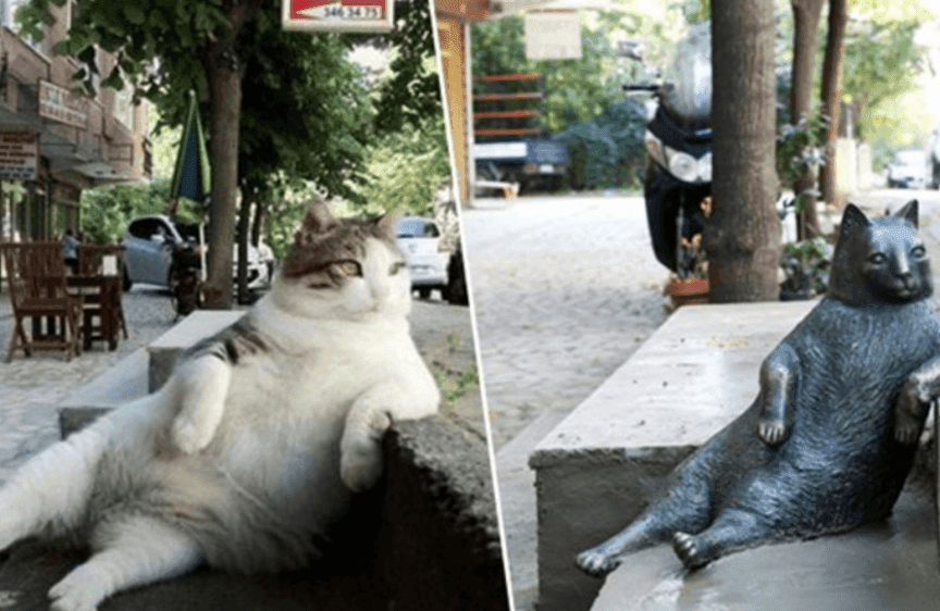 tombili luzacki kot z Turcji