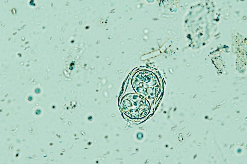 toxoplasma oocysty-min.jpg