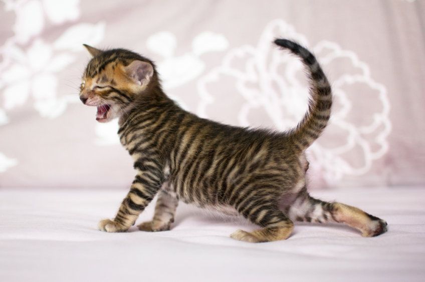 Przeciągający się kociak toygera