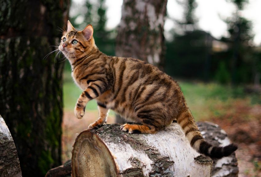 toyger
