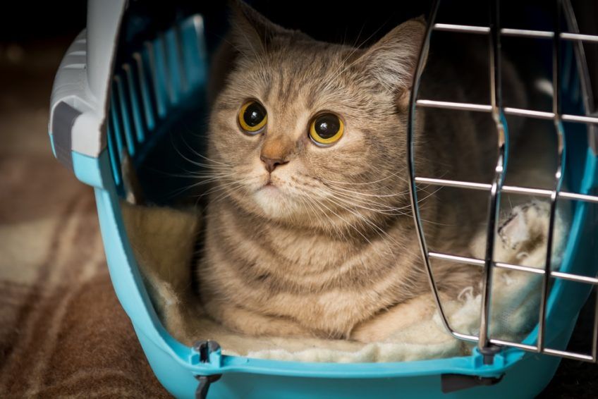 kot nie lubi transporterka