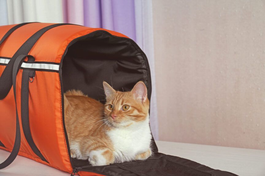 transporter dla kota