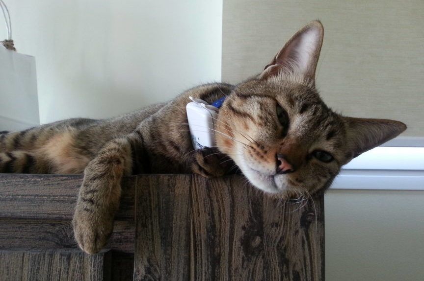 kot z lokalizatorem gps