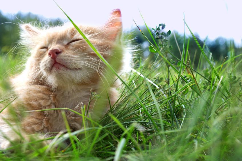 Letnie niebezpieczeństwa dla kotów