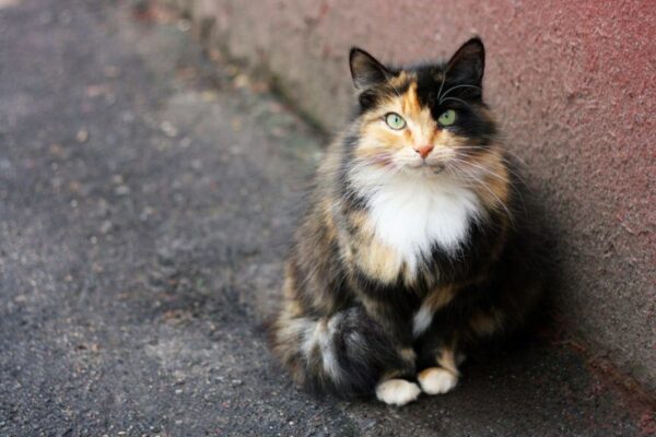 kot owija się ogonem