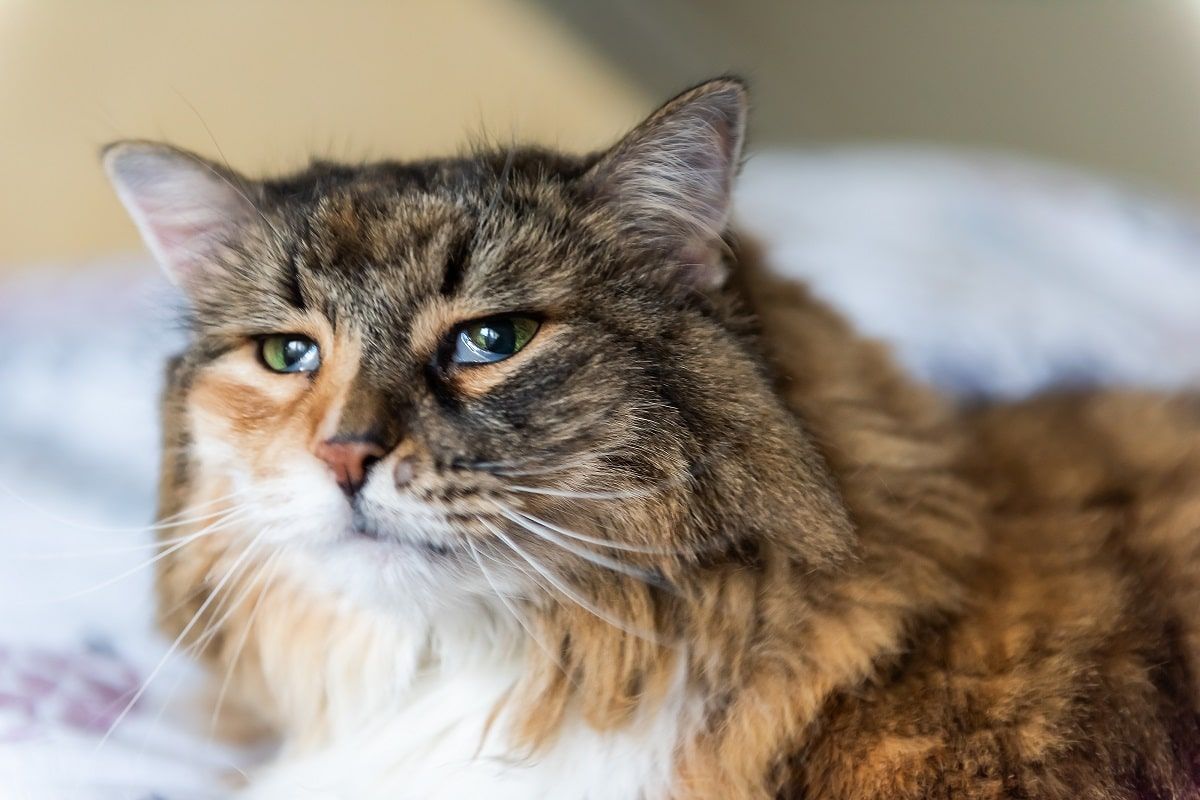 trzecia powieka u kota