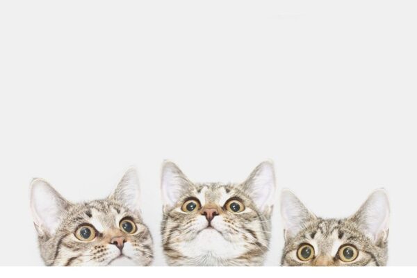 Jakim typem domowego kota jesteś? Rozwiąż quiz!