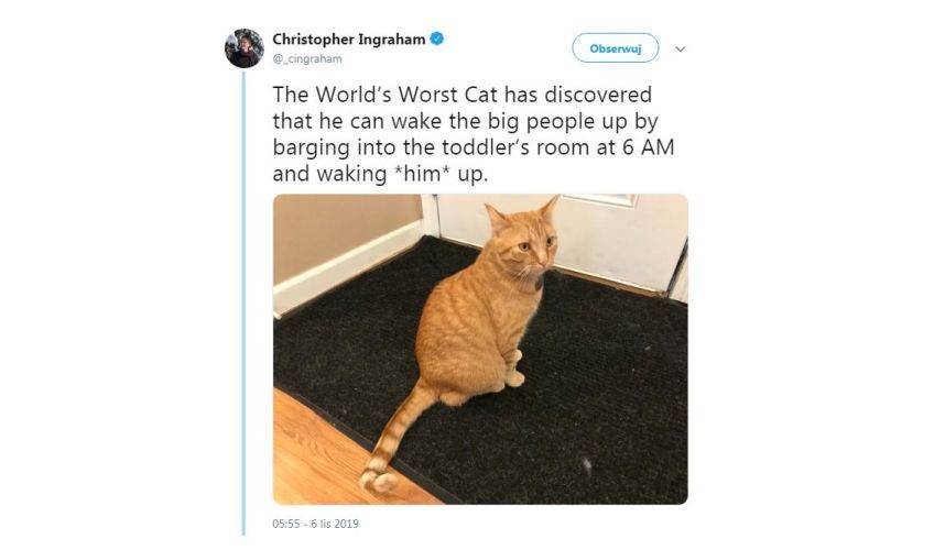 najgorszy kot świata