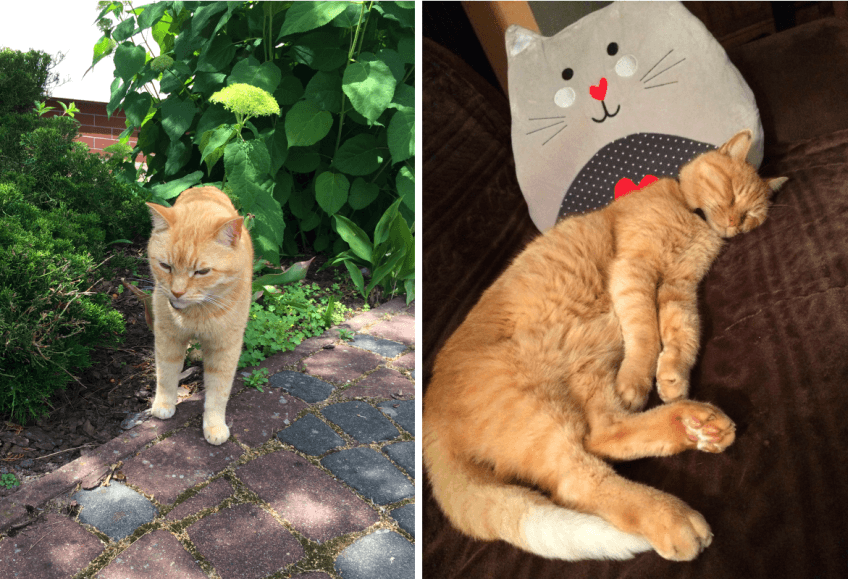 test yarrowia canifelox