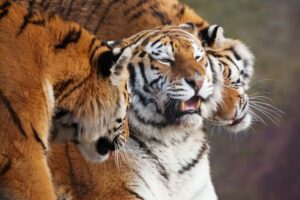 uratowany ze szponów 3 tygrysów