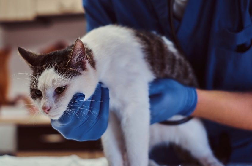 udar słoneczny u kota-min.jpg