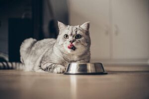 układ pokarmowy kota