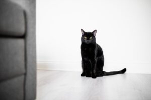 ukrył się w szafie zdradził go kot