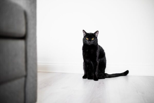 ukrył się w szafie zdradził go kot