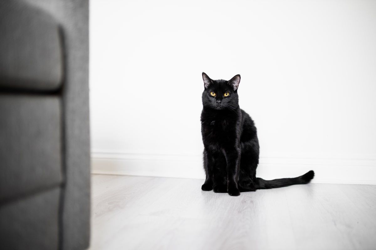 ukrył się w szafie zdradził go kot