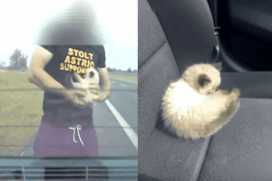 ryzykowal-zyciem-by-uratowac-kota