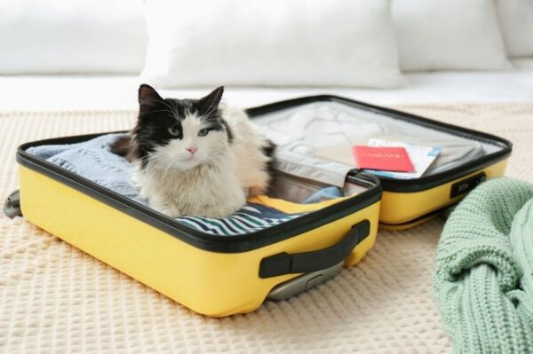 co zabrać na urlop z kotem