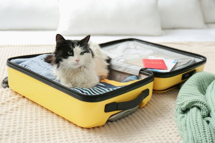 co zabrać na urlop z kotem
