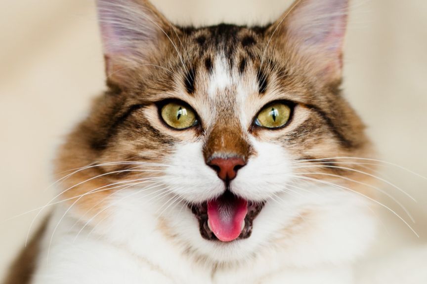 kot miał profil randkowy