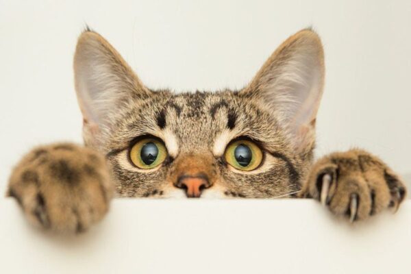 kot nie lubi hałasu