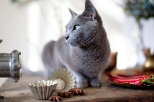 masło orzechowe dla kota