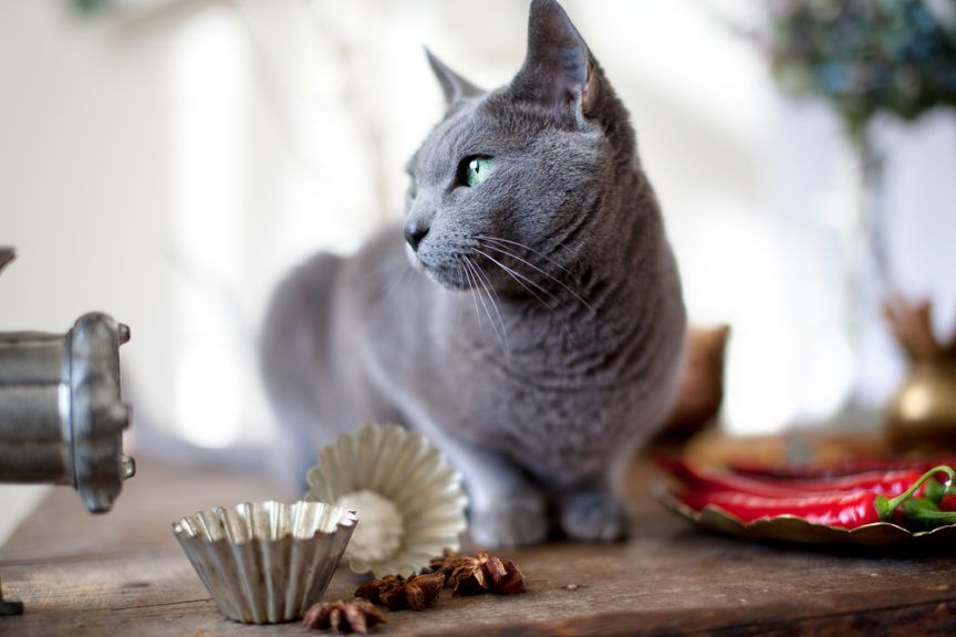 masło orzechowe dla kota