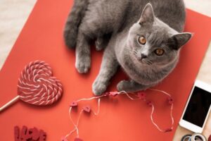 prezent od kota na walentynki