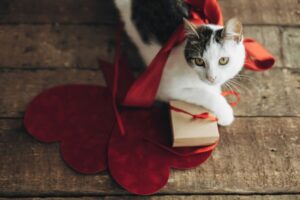 walentynki randkę z kotem