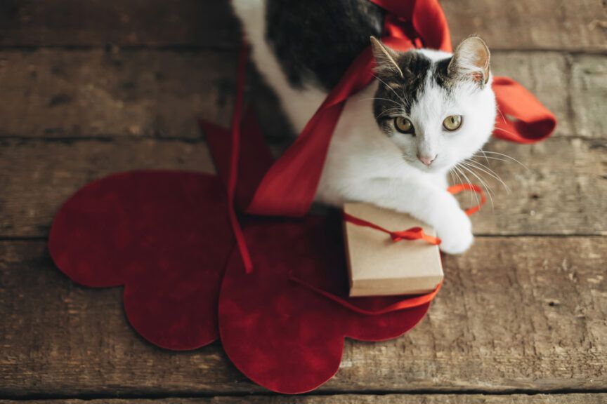 walentynki randkę z kotem