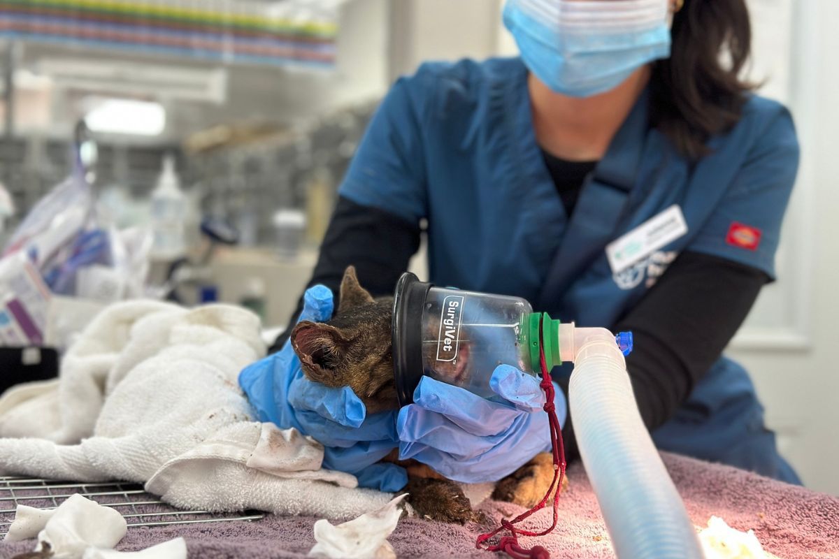 walka o życie zwierząt na Hawajach