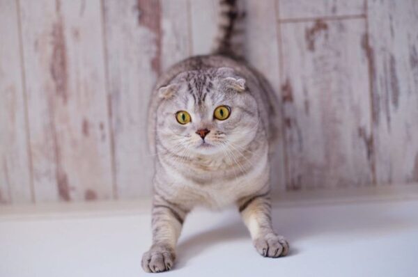 kot uderza głową o ścianę