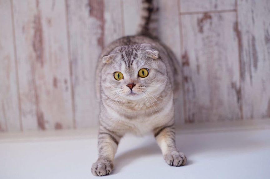 kot uderza głową o ścianę