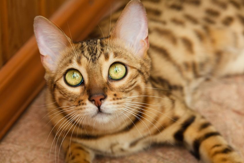 jaki jest kot bengalski