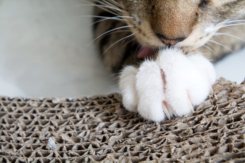 świąteczny prezent