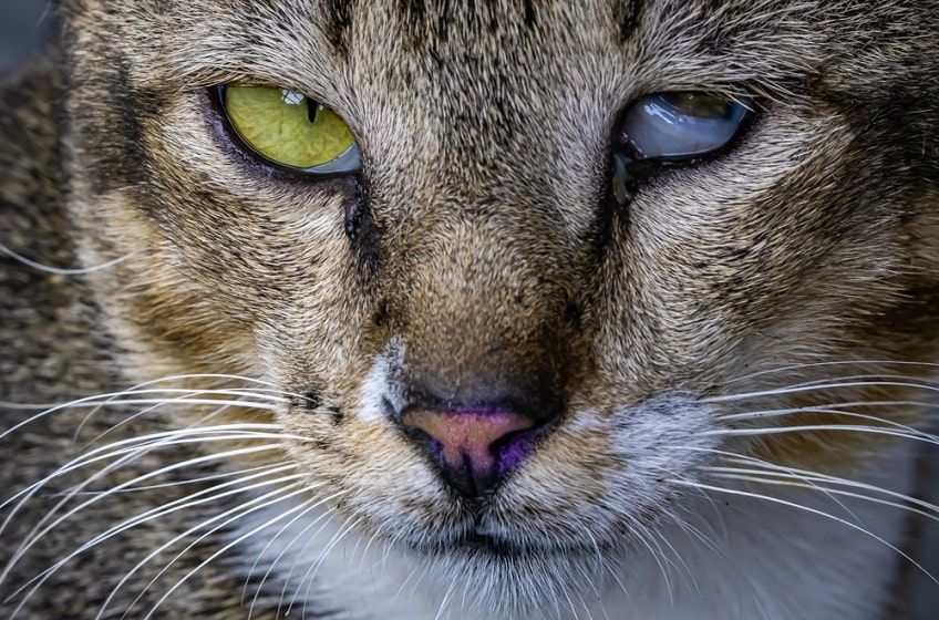 trzecia powieka kota zdjęcia