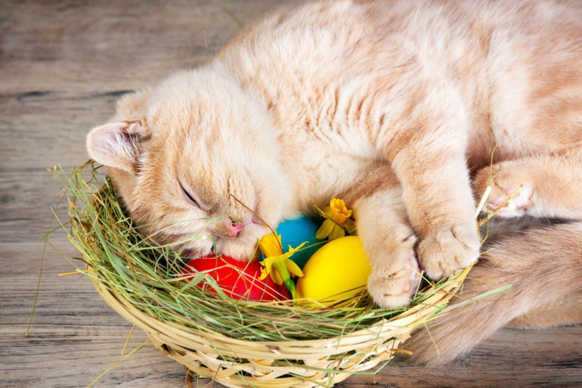 wielkanoc z kotem