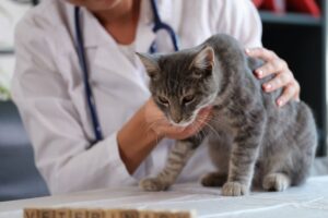 koci wirus dotarl do uk