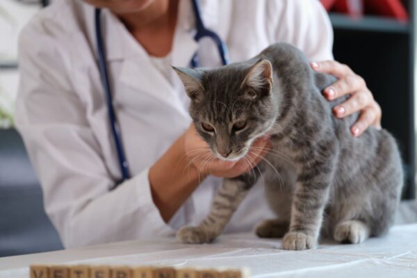 koci wirus dotarl do uk