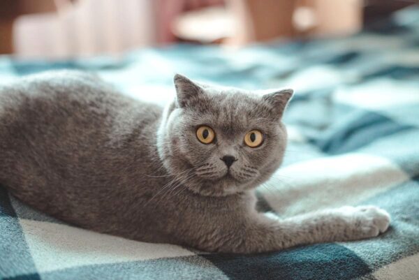 twój kot chce cię zabić