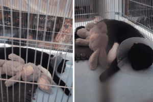 wnyki na ogródkach działkowych