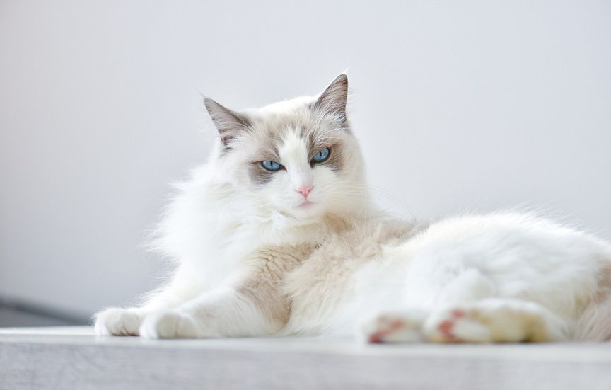 Koty z trudnym charakterem