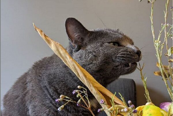 Takie same koty spotkały się na podwórku.